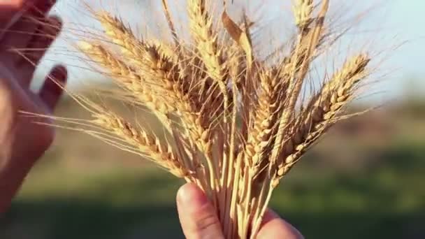 Boeren Meisje Houdt Tarwe Spikelet Haar Handen Vrouwenhanden Controleren Kwaliteit — Stockvideo