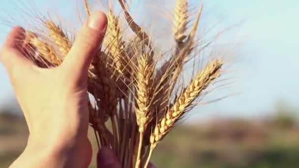 Фермерська Дівчина Тримає Руках Шпильку Пшениці Руки Жінки Перевіряють Якість — стокове відео