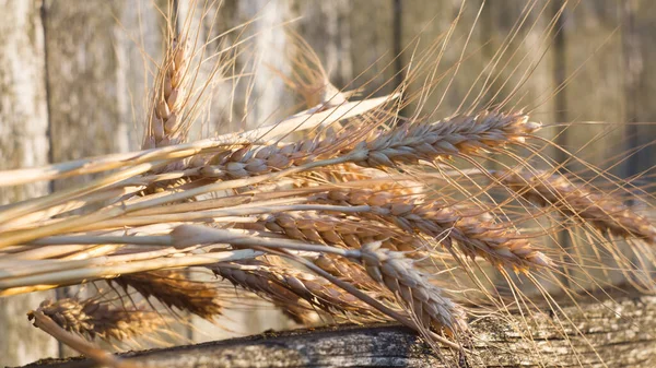 Tahta Bir Bankta Olgunlaşmış Buğdaylar Yatıyor Güneşin Parıltısında Olgunlaşmış Buğday — Stok fotoğraf