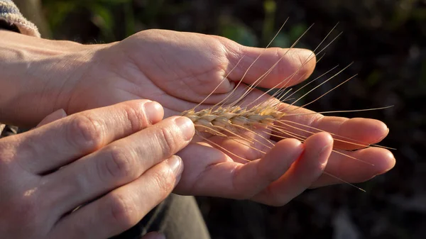 农家姑娘手里拿着麦穗 成熟的麦穗在阳光下发出的光芒 女人的手检查麦穗的品质 农学家检查麦穗 图库图片