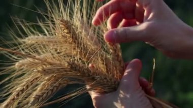 Çiftçi kız elinde buğday sapı tutuyor. Güneşin parıltısında olgunlaşmış buğday dalları. Kadın eli dikenli buğdayın kalitesini kontrol eder. Bir tarım uzmanı buğday kulağını inceler..