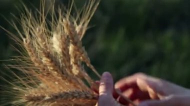 Çiftçi kız elinde buğday sapı tutuyor. Güneşin parıltısında olgunlaşmış buğday dalları. Kadın eli dikenli buğdayın kalitesini kontrol eder. Bir tarım uzmanı buğday kulağını inceler..