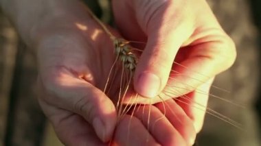 Çiftçi kız elinde buğday sapı tutuyor. Güneşin parıltısında olgunlaşmış buğday dalları. Kadın eli dikenli buğdayın kalitesini kontrol eder. Bir tarım uzmanı buğday kulağını inceler..