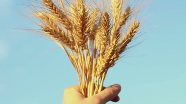 农家姑娘手里拿着麦穗 成熟的麦穗在阳光下发出的光芒 女人的手检查麦穗的品质 农学家检查麦穗 — 图库视频影像