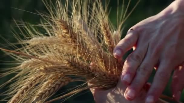 Farmer Girl Holds Wheat Spikelet Her Hands Spikelet Ripened Wheat — Stock Video