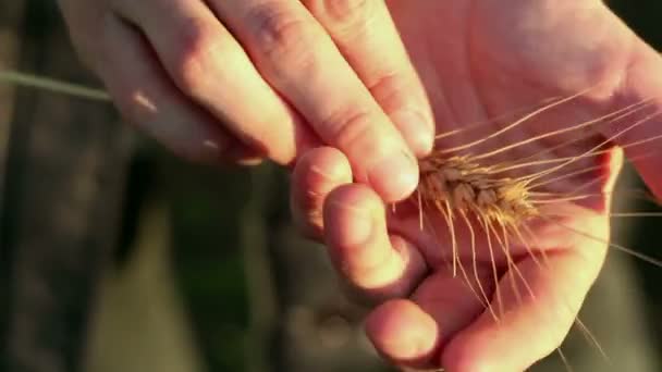 Αγρότισσα Κρατάει Στα Χέρια Της Ένα Σπανάκι Σιταριού Αγκάθι Του — Αρχείο Βίντεο