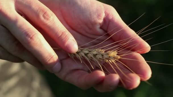 Farmer Girl Holds Wheat Spikelet Her Hands Spikelet Ripened Wheat — Stock Video