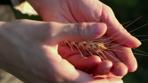 農家の女の子は小麦の小花を手に持っています 太陽のぎらつきの中で熟した小麦の小花 女性の手で小麦粉の品質を確認する農学者が小麦の耳を調べる — ストック動画