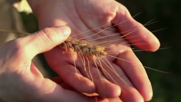 Bäuerin Hält Weizenstachel Der Hand Der Stachel Des Reifen Weizens — Stockvideo