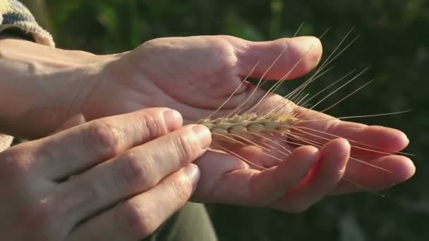 農家の女の子は小麦の小花を手に持っています 太陽のぎらつきの中で熟した小麦の小花 女性の手で小麦粉の品質を確認する農学者が小麦の耳を調べる — ストック動画