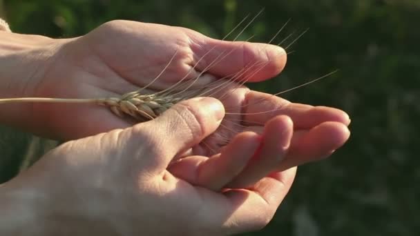 Farmerka Trzyma Rękach Kolczatkę Pszenicy Kolce Dojrzałej Pszenicy Blasku Słońca — Wideo stockowe