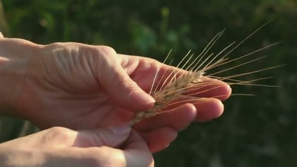 Granjera Sostiene Espiguilla Trigo Sus Manos Espiguilla Trigo Maduro Resplandor — Vídeos de Stock