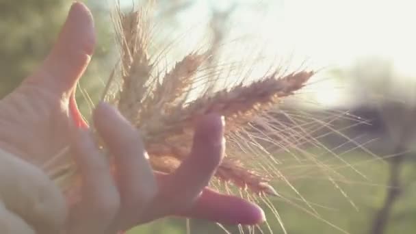 농부인 소녀는 방울을 여인의 밀알의 품질을 검사한다 태양의 눈부신 속에서 — 비디오