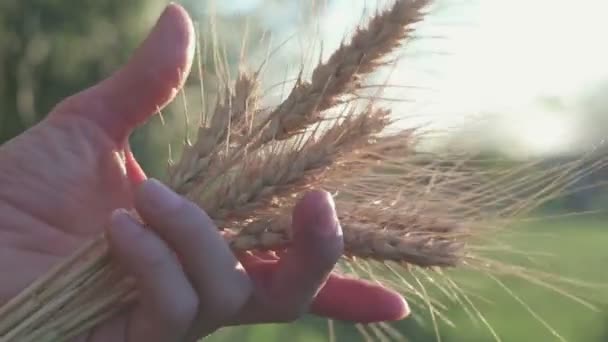 A farmer lány kezében búza tüske van. A nők kezei ellenőrzik a tüskés búza minőségét.Az érlelt búza tüskéje a nap fényében.