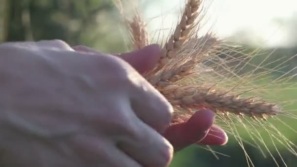 Çiftçi Kız Elinde Buğday Sapı Tutuyor Kadının Elleri Buğdayın Kalitesini — Stok video