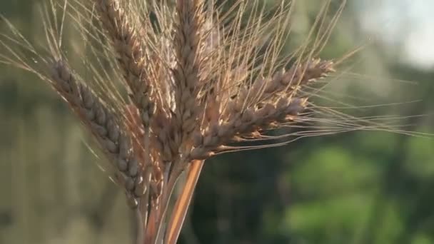 Boeren Meisje Houdt Tarwe Spikelet Haar Handen Vrouwenhanden Controleren Kwaliteit — Stockvideo