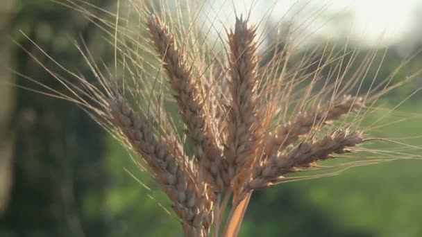 農家の女の子は小麦の小花を手に持っています 女性の手で小麦粉の品質をチェックします 太陽のまぶしさの中で熟した小麦の小麦粉 — ストック動画