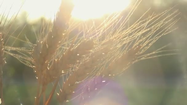 农家姑娘手里拿着麦穗 女人的手检查小穗小麦的品质 成熟小麦的小穗在阳光下闪闪发光 — 图库视频影像