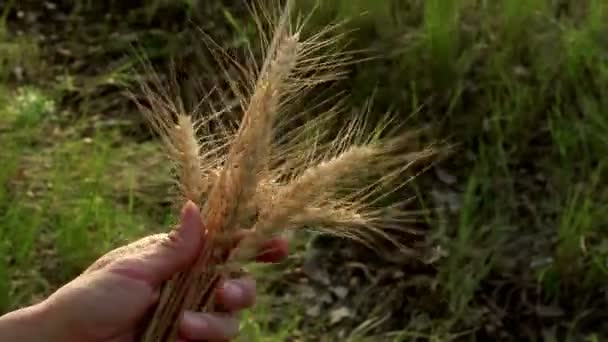 Farmerka Trzyma Rękach Kolczatkę Pszenicy Agronomista Bada Ucho Pszenicy Kolce — Wideo stockowe