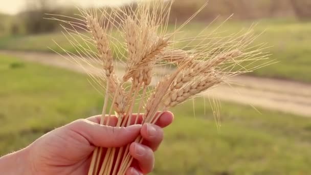 农家姑娘手里拿着麦穗 农学家检查小麦的穗 成熟小麦的穗在阳光下发出的光芒 女人的手检查小麦子的品质 — 图库视频影像