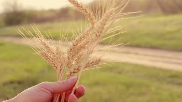 Bonde Flicka Håller Vete Spikelet Sina Händer Agronom Undersöker Ett — Stockvideo