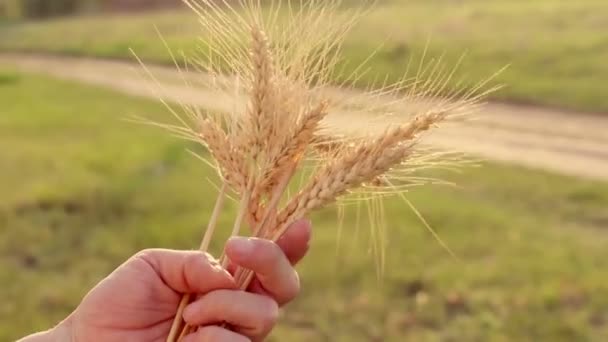 農家の女の子は小麦の小花を手に持っています 農学者は小麦の耳を調べます 熟した小麦の小花は太陽のぎらぎらと輝いています 女性の手は スパイク小麦の品質を確認します — ストック動画