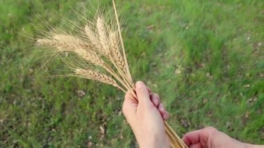 Çiftçi kız elinde buğday sapı tutuyor. Bir tarım uzmanı buğday başağını inceler. Güneşin parıltısında olgunlaşmış buğday başağını. Kadın eli dikenli buğdayın kalitesini kontrol eder .