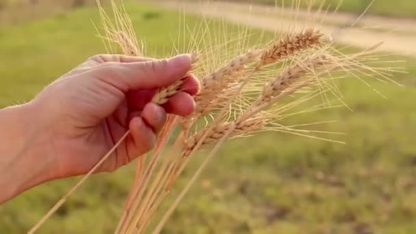 Granjera Sostiene Espiguilla Trigo Sus Manos Agrónomo Examina Una Espiga — Vídeo de stock