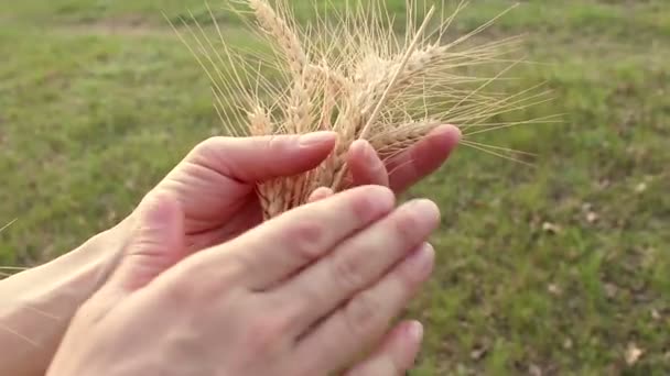 Granjera Sostiene Espiguilla Trigo Sus Manos Agrónomo Examina Una Espiga — Vídeo de stock