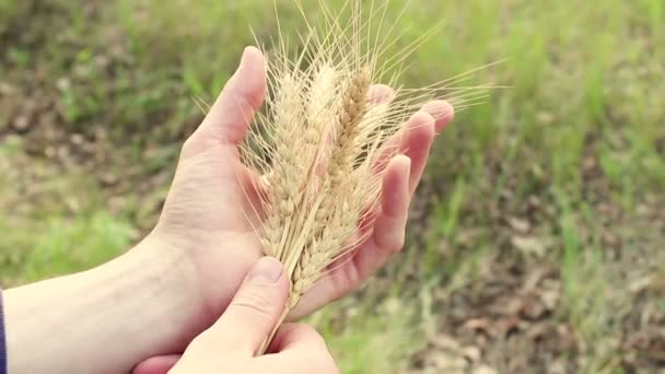一个农夫手里拿着麦穗 农学家检查小麦的穗 成熟小麦的穗在阳光下发出的光芒 人的手检查小麦子的品质 — 图库视频影像