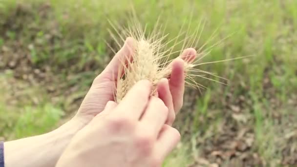 Een Boer Houdt Tarwe Spikelet Haar Handen Een Agronomist Onderzoekt — Stockvideo