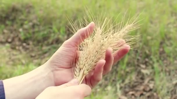 Agricultor Tem Espigueta Trigo Nas Mãos Agrônomo Examina Uma Orelha — Vídeo de Stock