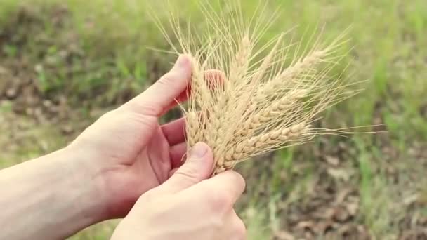 Bonde Håller Vetespirel Sina Händer Agronom Undersöker Ett Veteare Det — Stockvideo