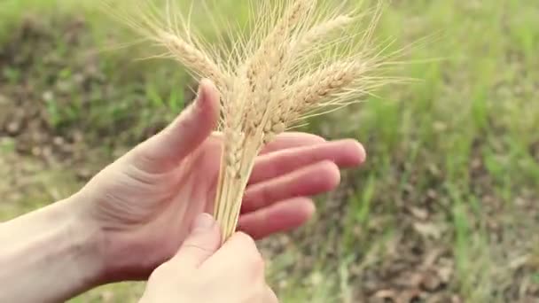 Granjero Tiene Espiguilla Trigo Sus Manos Agrónomo Examina Una Espiga — Vídeo de stock