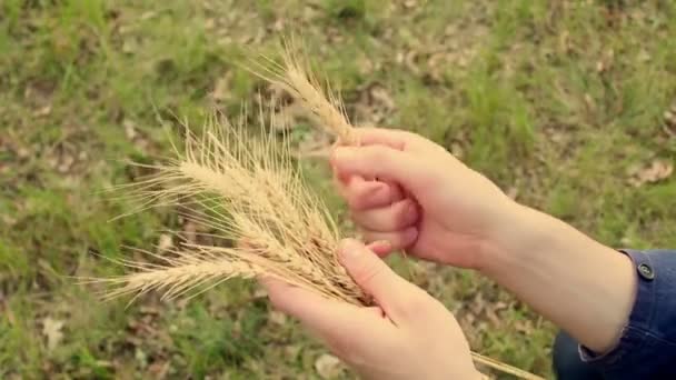 Фермер Держит Руках Колосок Пшеницы Агроном Рассматривает Пшеницу Уха Колючка — стоковое видео