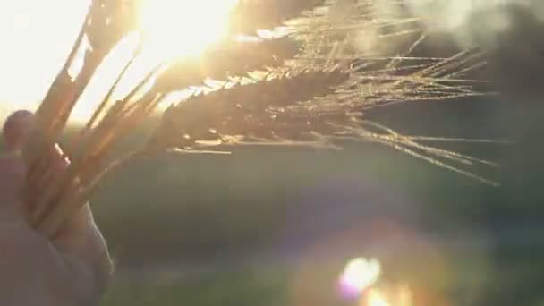 农家姑娘手里拿着麦穗 成熟的麦穗在阳光下发出的光芒 女人的手检查麦穗的品质 农学家检查麦穗 — 图库视频影像