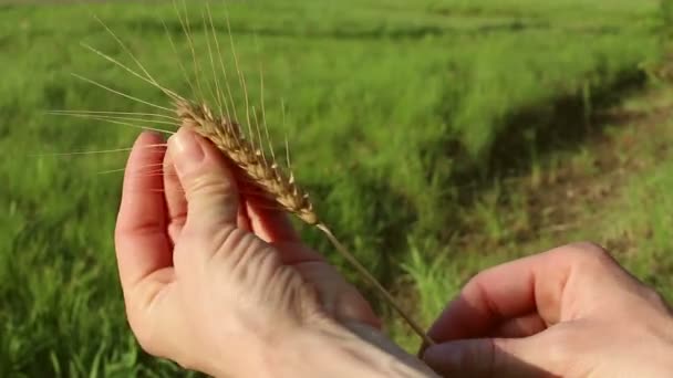 農家の女の子は小麦の小花を手に持っています 太陽のぎらつきの中で熟した小麦の小花 女性の手で小麦粉の品質を確認する農学者が小麦の耳を調べる — ストック動画