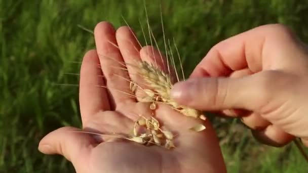 農家の女の子は小麦の小花を手に持っています 太陽のぎらつきの中で熟した小麦の小花 女性の手で小麦粉の品質を確認する農学者が小麦の耳を調べる — ストック動画