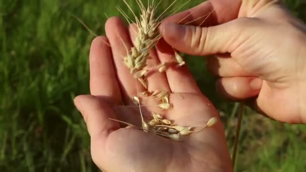 Çiftçi Kız Elinde Buğday Sapı Tutuyor Güneşin Parıltısında Olgunlaşmış Buğday — Stok video