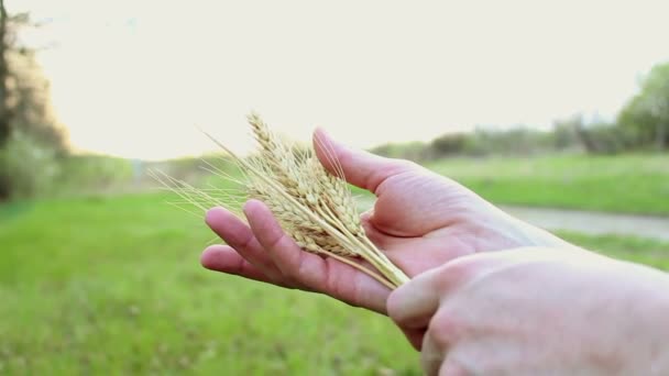 Farmer Tiene Espiguilla Trigo Sus Manos Agrónomo Examina Una Espiga — Vídeo de stock