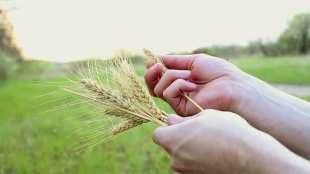 Фермер Держит Руках Колосок Пшеницы Агроном Рассматривает Пшеницу Уха Колючка — стоковое видео