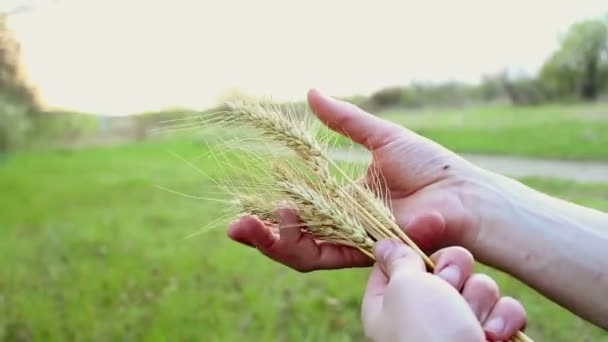 农夫手里拿着麦穗 农学家检查小麦的穗 成熟小麦的穗在阳光下发出的光芒 人的手检查小麦子的品质 — 图库视频影像