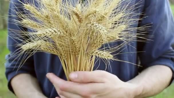 Farmer Trzyma Rękach Kolczatkę Pszenicy Agronomista Bada Ucho Pszenicy Kolce — Wideo stockowe