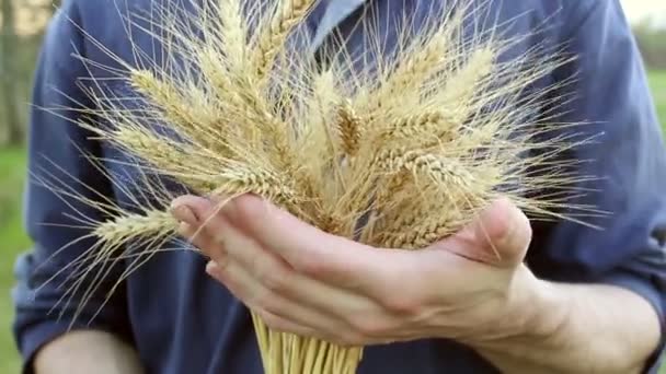Фермер Тримає Руках Шматочок Пшениці Агроном Вивчає Пшеничне Вухо Спікелет — стокове відео