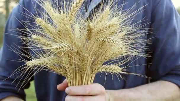 Man Hands Check Quality Spikelet Wheat Farmer Holds Wheat Spikelet — Stock Video