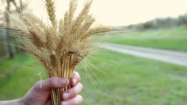 小麦の品質を確認する男の手農家は彼女の手の中に小麦のスピケットを保持しています — ストック動画