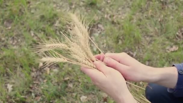 小麦の品質を確認する男の手農家は彼女の手の中に小麦のスピケットを保持しています — ストック動画