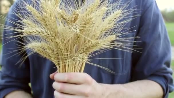 農夫は小麦の小花を手に持っている 農学者は小麦の耳を調べます 熟した小麦の小花は太陽のぎらぎらと輝いています 男の手は スパイク小麦の品質を確認します — ストック動画
