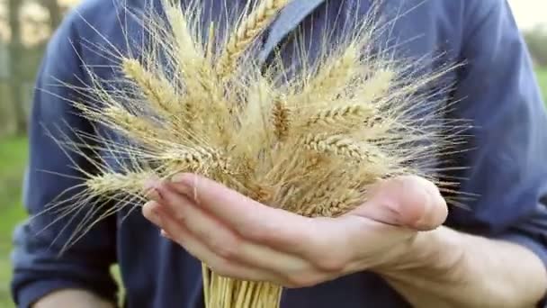 農夫は小麦の小花を手に持っている 農学者は小麦の耳を調べます 熟した小麦の小花は太陽のぎらぎらと輝いています 男の手は スパイク小麦の品質を確認します — ストック動画