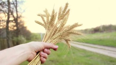 Çiftçi elinde buğday dikeni tutuyor. Bir tarım uzmanı buğday başağını inceler. Güneşin parıltısında olgunlaşmış buğday başağını. İnsanın elleri buğdayın kalitesini ölçer. .